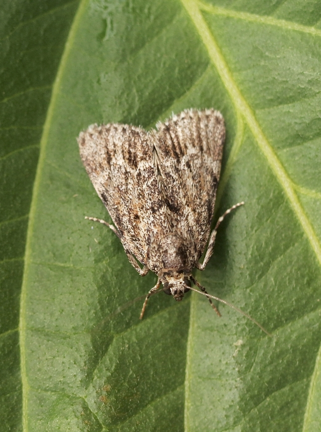 Spectrotrota fimbrialis Attracted to UV light  Australia,Eamw moth,Encounter Bay SA,Geotagged,March 2023,Spectrotrota ew,Spectrotrota fimbrialis,Summer,UVL