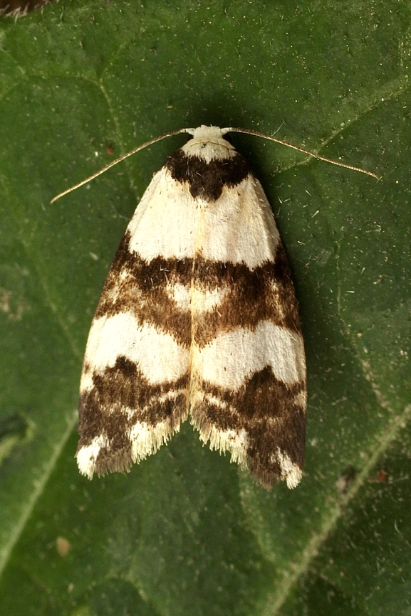 Thallarcha albicollis Attracted to UV light Australia,Eamw moth,Encounter Bay SA,Encounter Bay moth,Geotagged,March 2023,Summer,Thallarcha,Thallarcha albicollis,UVL