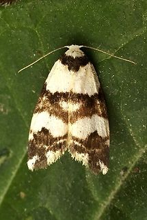 Thallarcha albicollis Attracted to UV light Australia,Eamw moth,Encounter Bay SA,Encounter Bay moth,Geotagged,March 2023,Summer,Thallarcha,Thallarcha albicollis,UVL