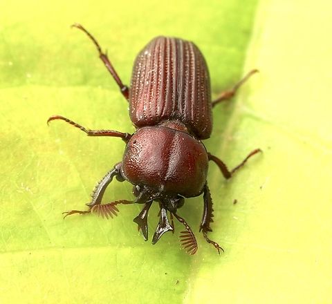 Syndesus cornutus Attracted to UV light Australia,Eamw beetles,Encounter Bay SA,Encounter Bay beetles,Geotagged,March 2023,Summer,Syndesus cornutus,UVL