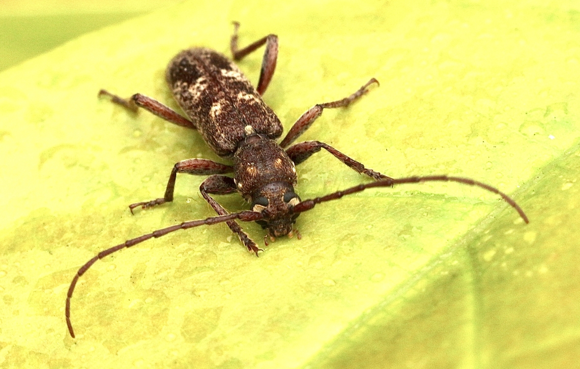 Phacodes personatus Attracted to UV light<br />
Observation identification via INaturalist&rsquo;s  Australia,Eamw beetles,Encounter Bay SA,Geotagged,March 2023,Phacodes personatus,Summer,UVL,eamw Long Horn beetle