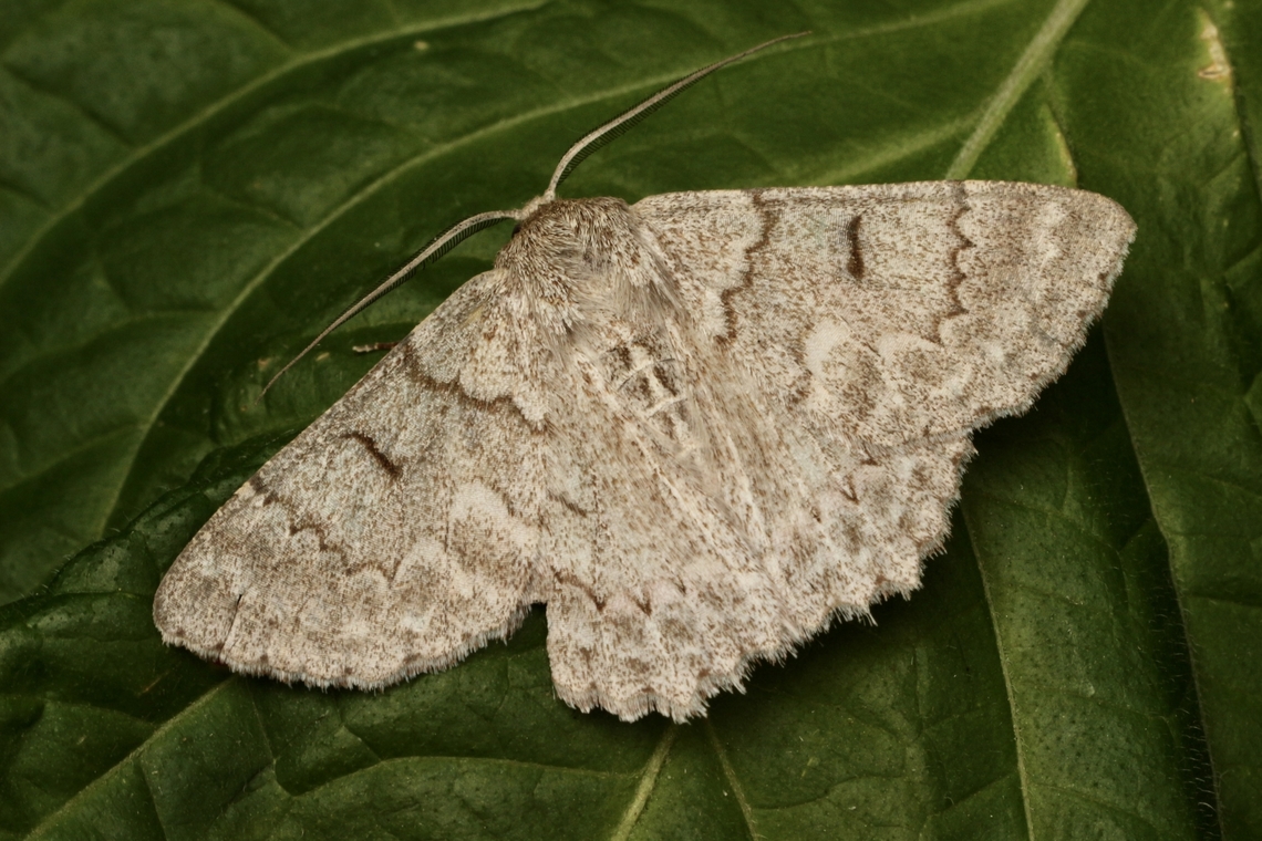 Red-lined looper - Crypsiphona ocultaria Attracted to UV light Australia,Crypsiphona ew,Crypsiphona occultaria,Eamw moth,Encounter Bay SA,Geotagged,March 2023,Red-lined looper moth,Summer,UVL