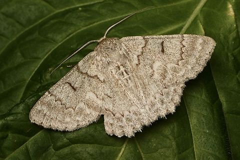 Red-lined looper - Crypsiphona ocultaria Attracted to UV light Australia,Crypsiphona ew,Crypsiphona occultaria,Eamw moth,Encounter Bay SA,Geotagged,March 2023,Red-lined looper moth,Summer,UVL
