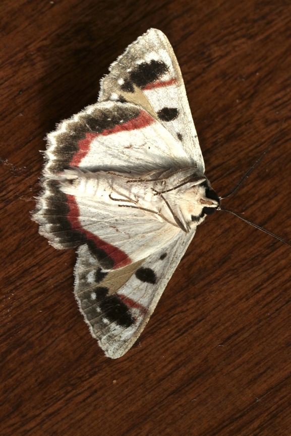 Red-lined looper - Crypsiphona ocultaria, Crypsiphona ew Underside of moth Australia,Crypsiphona occultaria,Eamw moth,Encounter Bay SA,Encounter Bay moth,Geotagged,March 2023,Red-lined looper moth,Summer,UVL