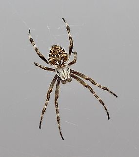 Outback Orb-Weavers - Genus Backobourkia  Australia,Eamw spiders,Encounter Bay SA,Fall,Geotagged,March 2023
