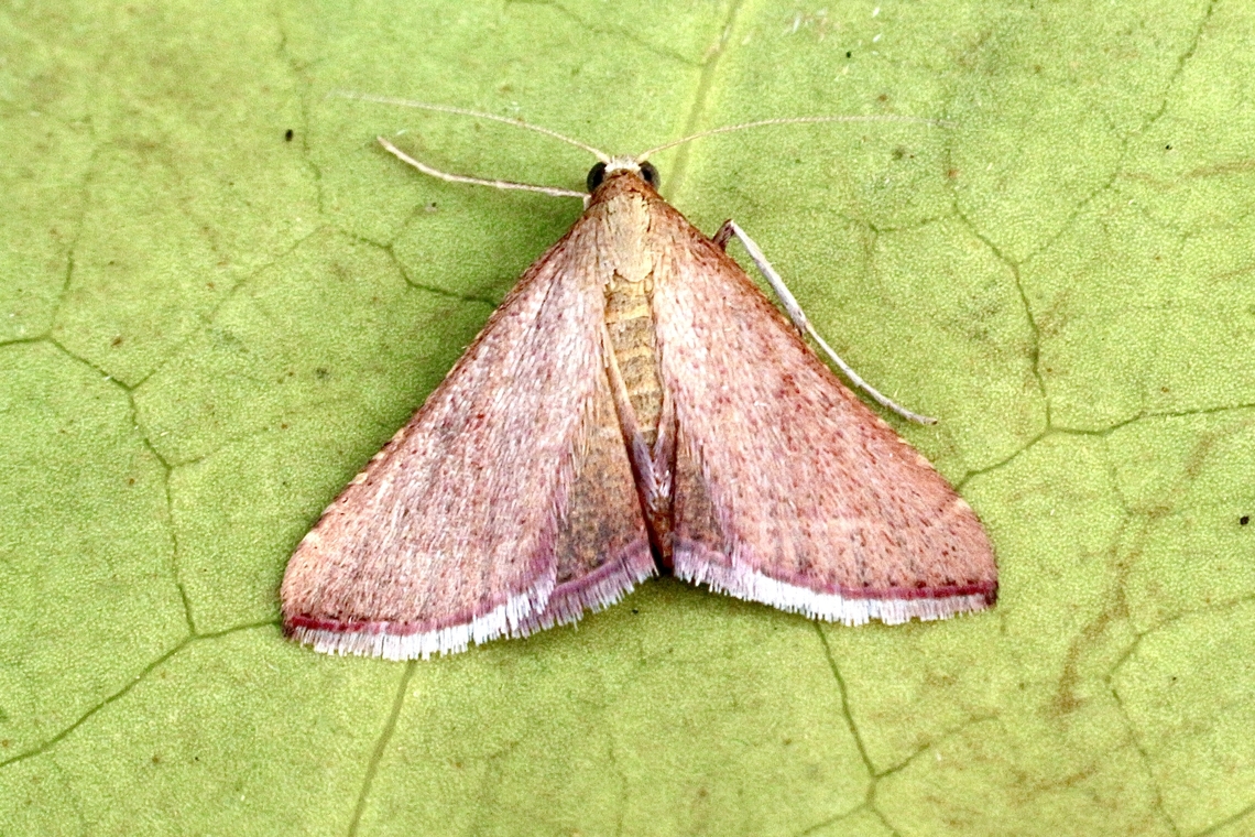 Endotricha ignealis Attracted to UV light Australia,Eamw moth,Encounter Bay SA,Encounter Bay moth,Endotricha,Endotricha ignealis,Fall,Geotagged,March 2023,UVL