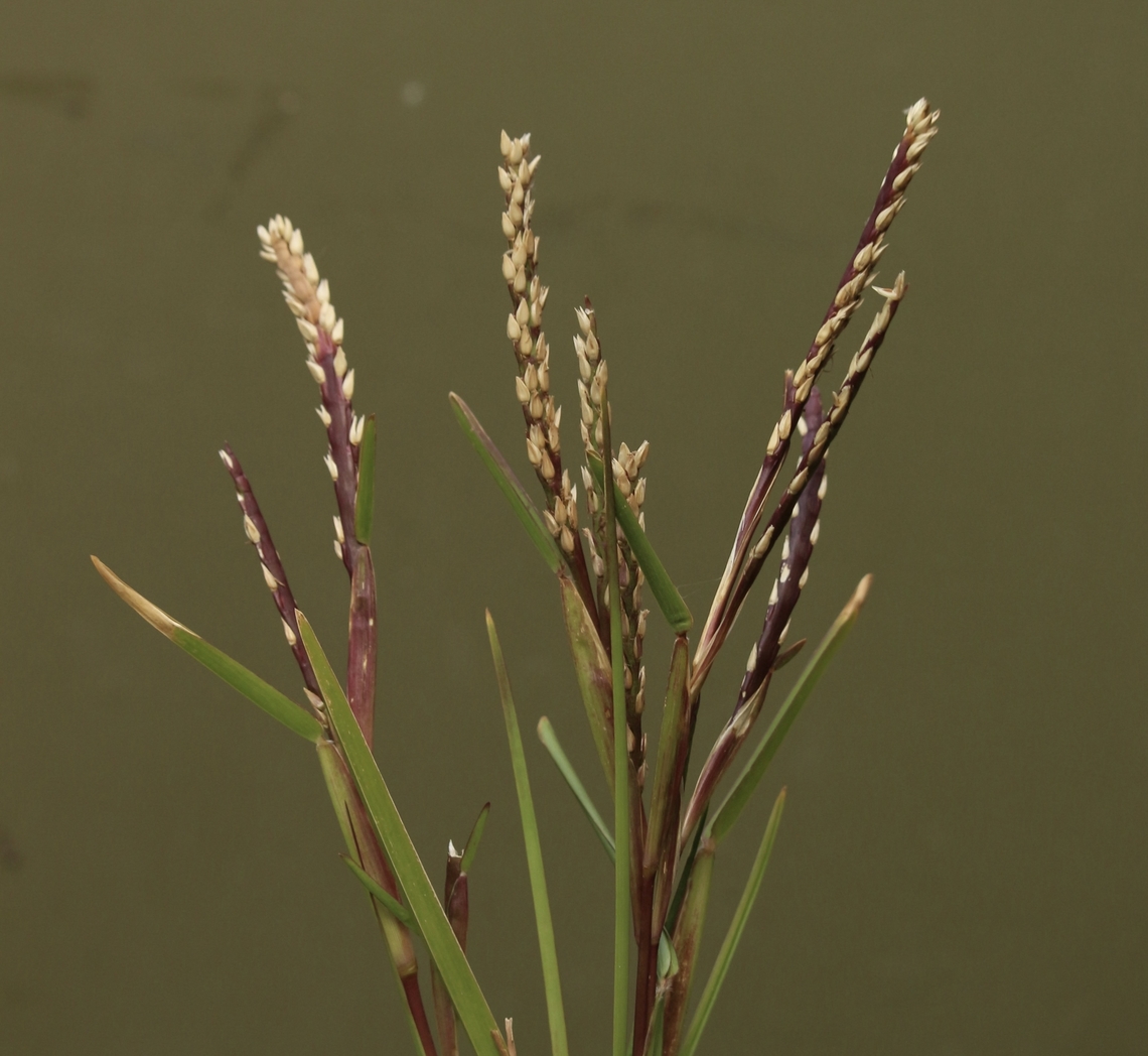 St.Augustine grass - Stenotaphrum secundatum  Australia,Eamw grasses,Geotagged,March 2023,St. Augustine grass,Stenotaphrum secundatum,Summer,Victor,Victor harbor area