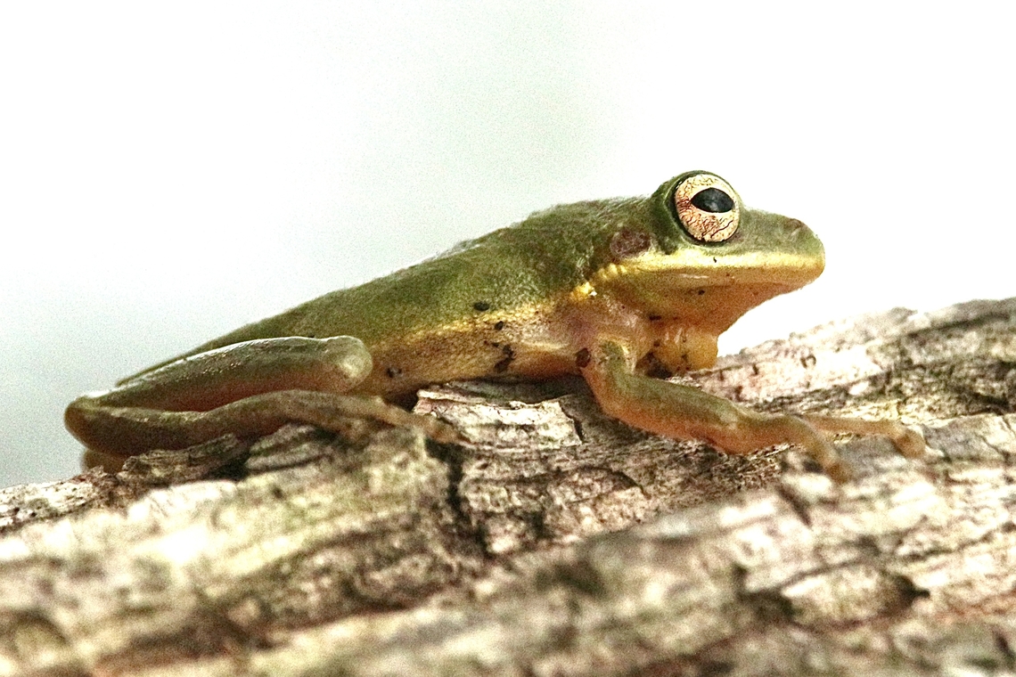 Squirrel tree frog - Hyla squiella  Eamw frogs,Geotagged,Hyla squirella,Squirrel tree frog,Summer,United States