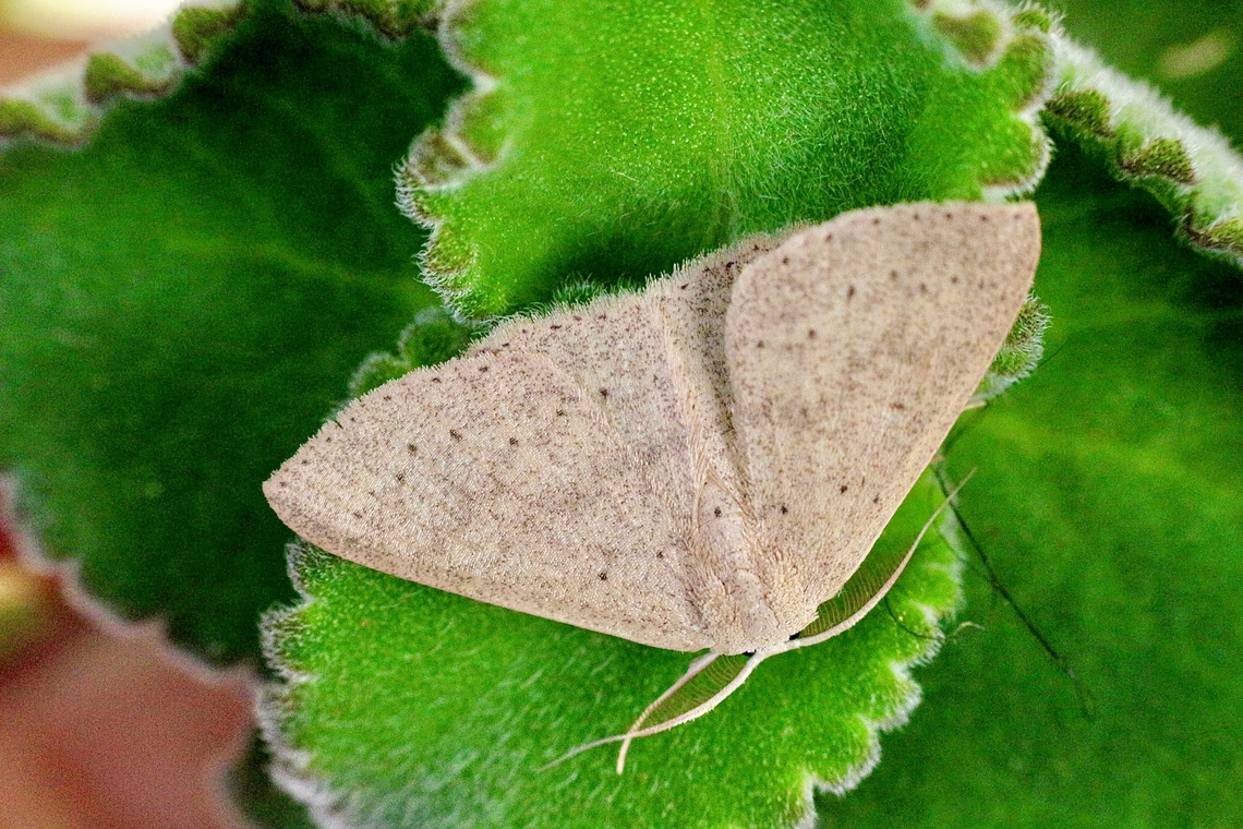 Cyclophora obstataria  April 2018,Australia,Cyclophora ew,Cyclophora obstataria,Cyclophora obstrataria,Eamw moth,Fall,Geotagged,Illaroo NSW