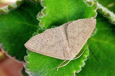 Cyclophora obstataria  April 2018,Australia,Cyclophora ew,Cyclophora obstataria,Cyclophora obstrataria,Eamw moth,Fall,Geotagged,Illaroo NSW