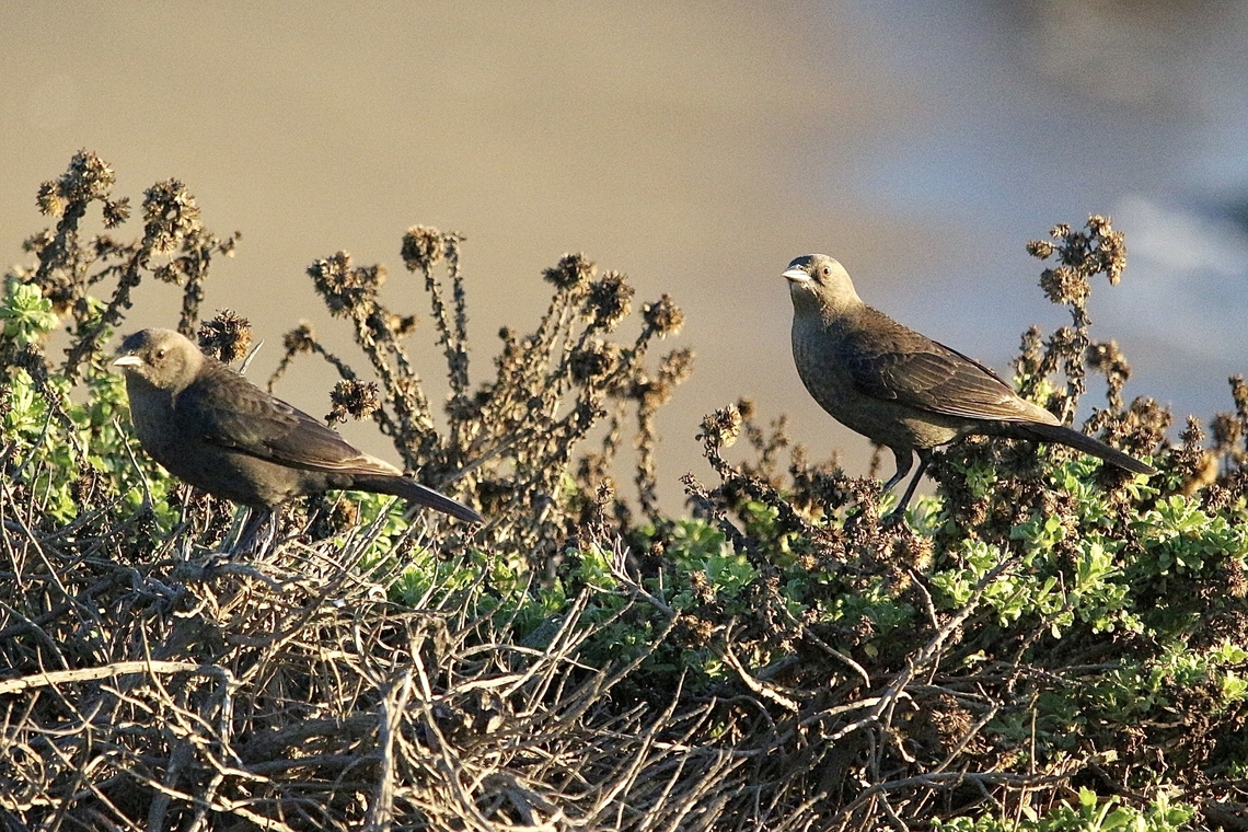 Unidentified species , possibly of Family- Icteridae  December 2016,Eamw birds,Eamw birds Amerika,Fall,Geotagged,United States