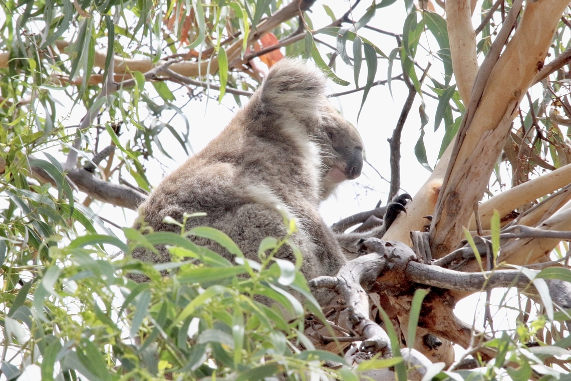 Koala - Phascolarctos cunereus Resting in its dining room ( Eucalyptus viminalis) Australia,Geotagged,JAN 2017,Koala,Phascolarctos cinereus,Raymond Island VIC,Summer,eamw marsupials