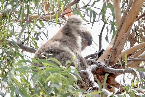 Koala - Phascolarctos cunereus Resting in its dining room ( Eucalyptus viminalis) Australia,Geotagged,JAN 2017,Koala,Phascolarctos cinereus,Raymond Island VIC,Summer,eamw marsupials