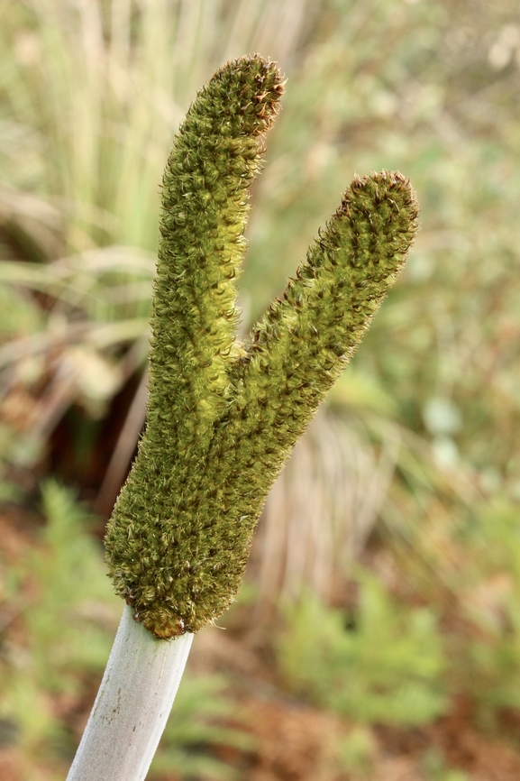 Tufted Grass-Tree - Xanthorrhoea semiplana, Eamw flora Usually one flower stem per plant. This is possible some deformitiy. Australia,Eamw flora,Fall,Geotagged,Grass trees,March 2023,Mount Billy Conservation Park,Tufted Grass-Tree,Xanthorrhoea semiplana