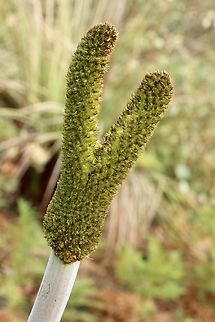 Tufted Grass-Tree - Xanthorrhoea semiplana, Eamw flora Usually one flower stem per plant. This is possible some deformitiy. Australia,Eamw flora,Fall,Geotagged,Grass trees,March 2023,Mount Billy Conservation Park,Tufted Grass-Tree,Xanthorrhoea semiplana