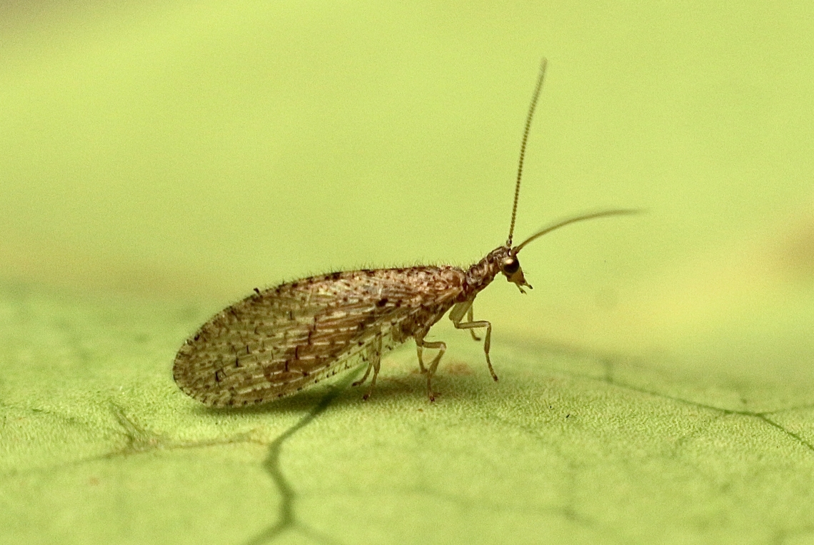 Tasmans lacewing - Micromus tasmaniae Not very big at all. Not more than 10 mm.<br />
Attracted to UV light Australia,Eamw lacewings,Encounter Bay SA,Fall,Geotagged,March 2023,Micromus tasmaniae,Tasmans lacewing,UVL