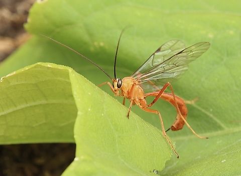 Ichneumon wasp - Genus Netelia   Attracted to UV light . Identification of species apparently not easy.
 Australia,Eamw wasps,Encounter Bay SA,Fall,Geotagged,March 2023,UVL