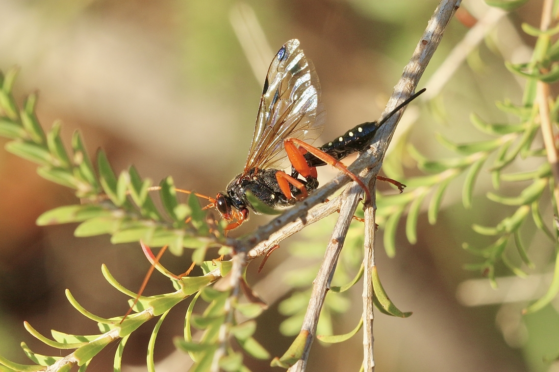 White - spotted Ichneumonidae Wasp - Echthromorpha intricatoria  Australia,Eamw wasps,Echthromorpha intricatoria,Fall,Geotagged,March 2023,Mount Billy Conservation Park,White-spotted Ichneumonid Wasp