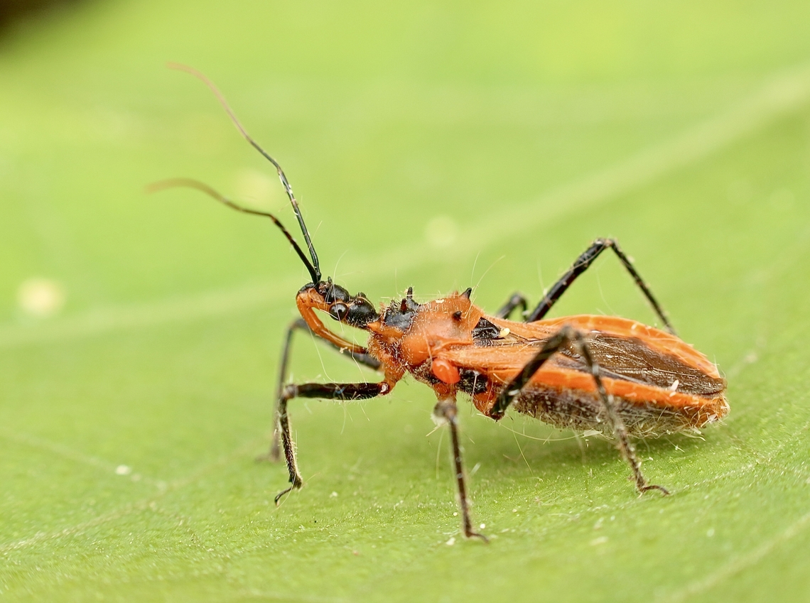 Orange Assassin Bug - Gminatus australis  Australia,Eamw assassin bugs,Encounter Bay SA,Fall,Geotagged,Gminatus australis,March 2023,Orange Assassin Bug