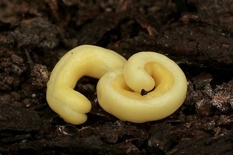 Terrestrial flatworms-Platyhelminthes Found under decaying eucalyptus branch on forest floor. Australia,Eamw-Flatworms,Fall,Geotagged,March 2023,Spring Spring Mount Conservation Park South Australia,Worms