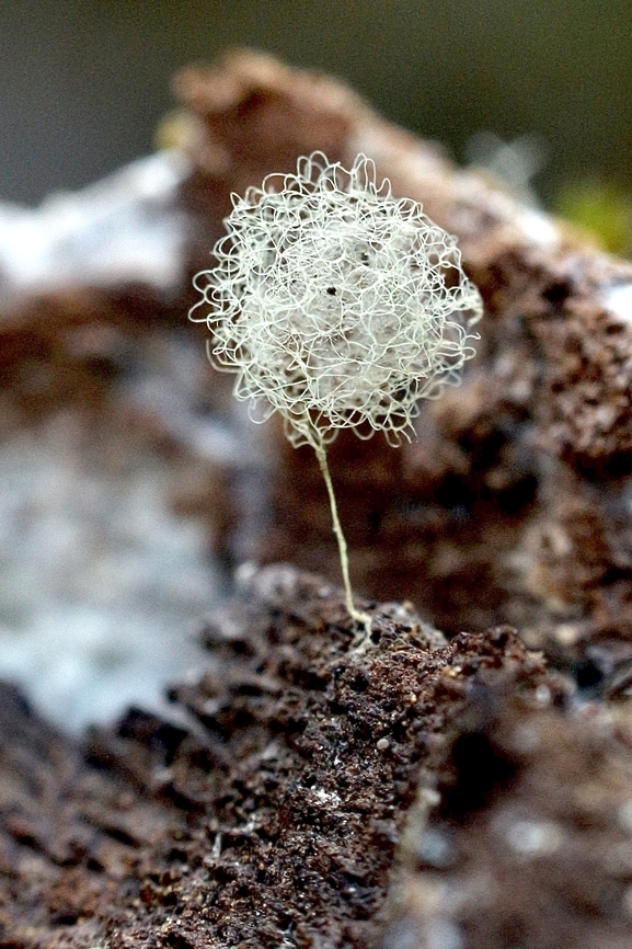 Possibly a spider egg case? Found on decayed wood in a eucalyptus tree hollow.. the total height is approximately 10 mm including the stem. Australia,Fall,Geotagged,March 2023,Mount Billy Conservation Park,Spider Webs