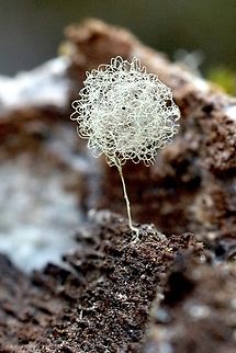 Possibly a spider egg case? Found on decayed wood in a eucalyptus tree hollow.. the total height is approximately 10 mm including the stem. Australia,Fall,Geotagged,March 2023,Mount Billy Conservation Park,Spider Webs