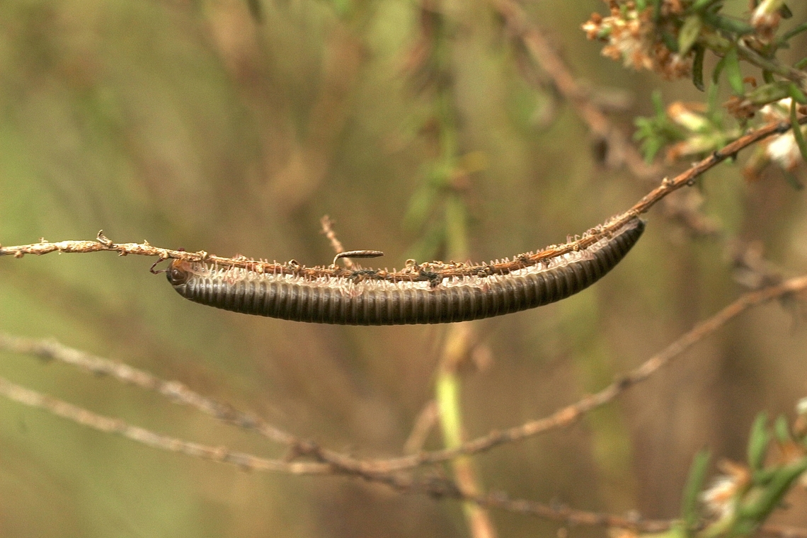 Portuguese millipede - Ommatoiulus moreleti  Australia,Fall,Geotagged,March 2023,Millipedes/Centipedes,Ommatoiulus moreleti,Spring Mount Conservation Park South