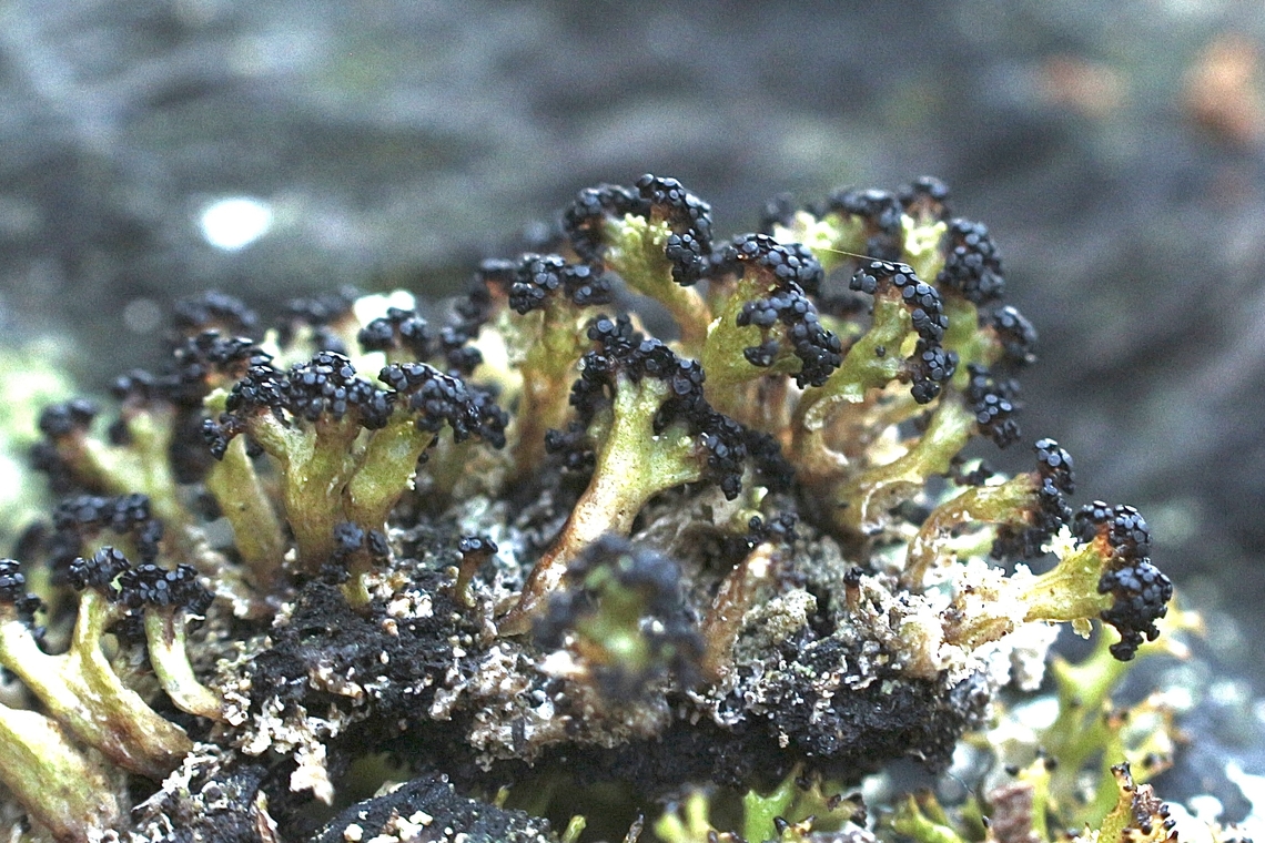 Lichenized fungi , Family Cladoniaceae Found growing in a decaying tree hollow. Australia,Eamw fungi,Fall,Geotagged,March 2023,Mount Billy Conservation Park
