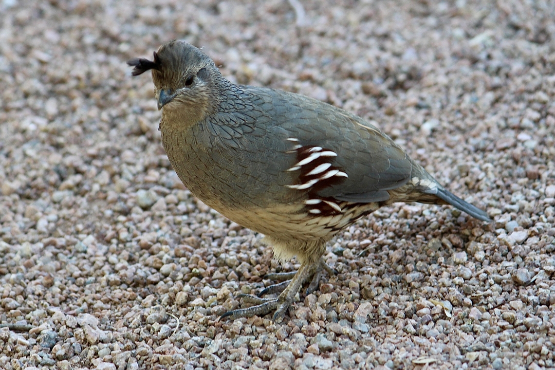 Californian quail - Callipepla californica Female observed in a public park. 2012,California quail,Callipepla californica,Galliformes,Geotagged,Summer,United States