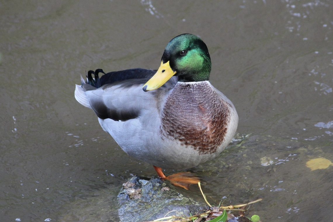 Mallard - Anas platyrhynchos  Anas platyrhynchos,Birds,Fall,Geotagged,Germany,Mallard,waterbirds