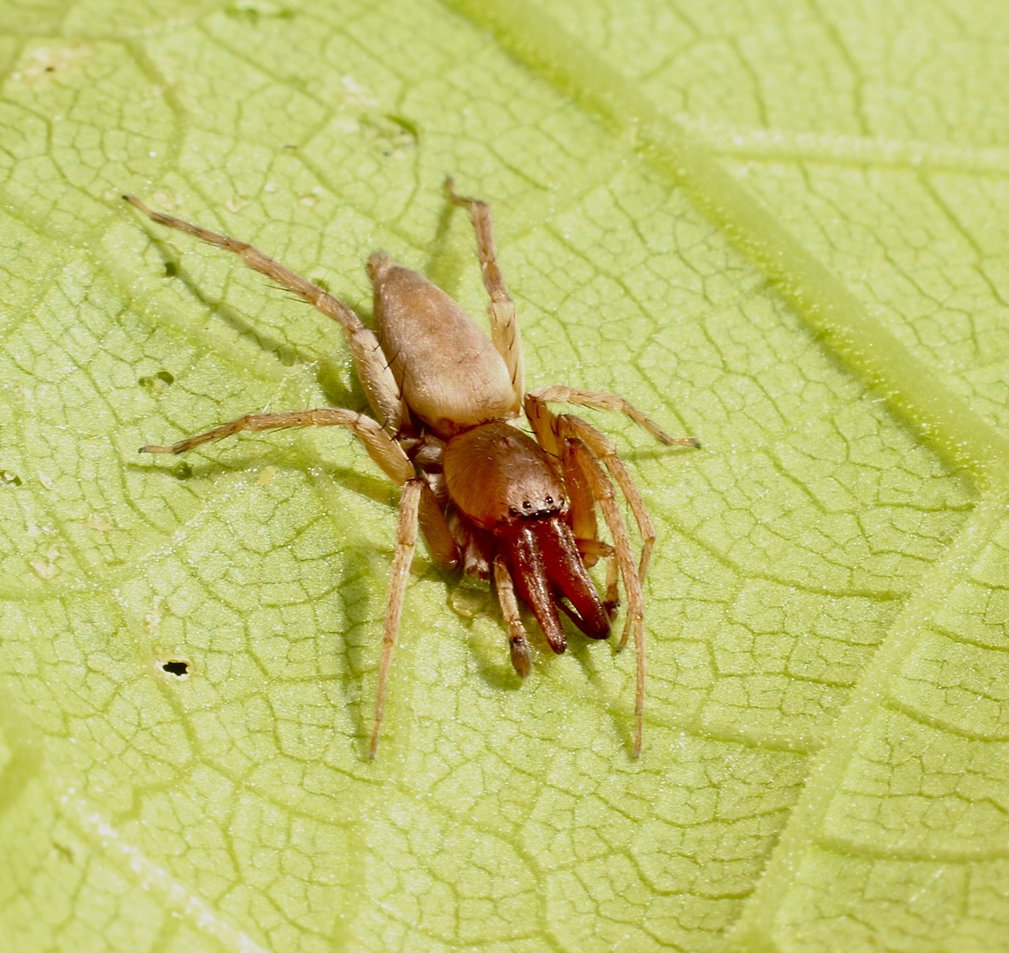 Leaf curling sac spider- Genus Clubiona  April,Australia,Eamw spiders,Fall,Geotagged,Spring Mount CP
