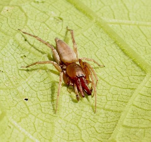 Leaf curling sac spider- Genus Clubiona  April,Australia,Eamw spiders,Fall,Geotagged,Spring Mount CP