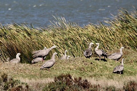 Cape Barren geese - Cereopsis novaehollandiae In theyr natural habitat. 2016,Australia,Cape Barren goose,Cereopsis novaehollandiae,Eamw birds,Fleurieu,Geotagged,Summer,waterbirds