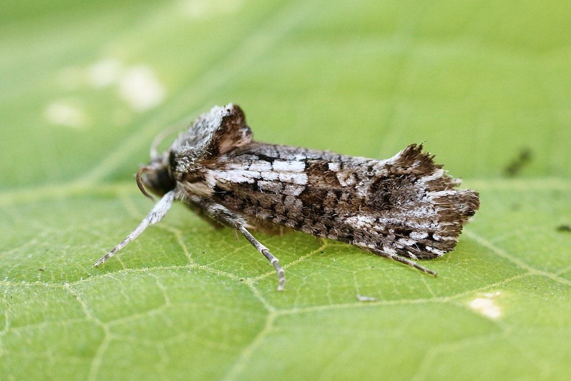 Archaeoses polygrapha Attracted to UV light April,Archaeoses,Archaeoses polygrapha,Australia,Eamw moth,Encounter Bay SA,Encounter Bay moth,Fall,Geotagged,UVL
