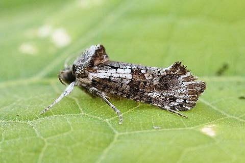 Archaeoses polygrapha