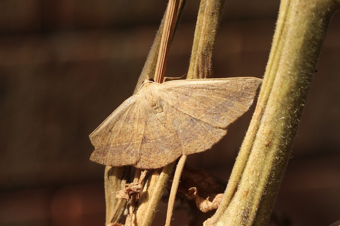 Idiodes siculoides Attracted to UV light,.<br />
Found with wing damage. April,April 2023,Australia,Eamw moth,Encounter Bay SA,Encounter Bay moth,Fall,Geotagged,Idiodes,Idiodes siculoides,UVL