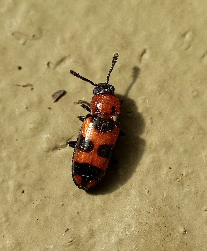 Thallis compta Attracted to UV light April,Australia,Eamw beetles,Encounter Bay SA,Encounter Bay beetles,Fall,Thallis compta,UVL