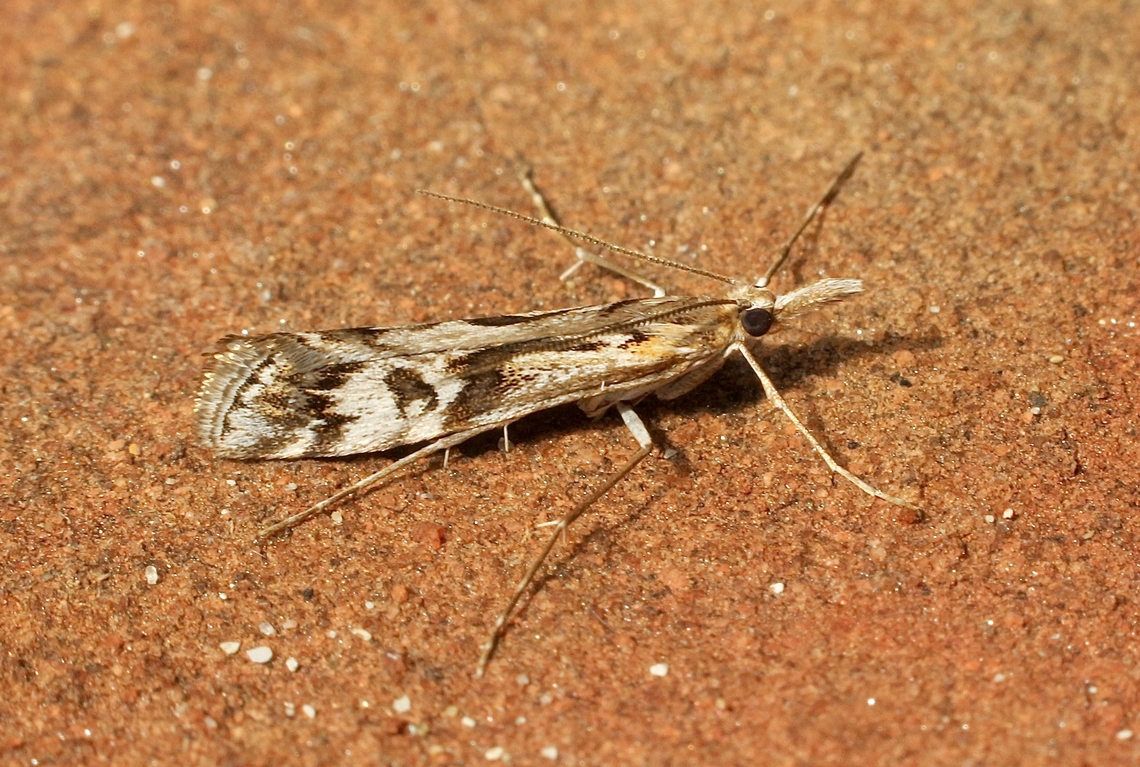 Acropolitis pedionoma Attracted to UV light.<br />
There must have been a name change, a bit confusing. Acropolitis ew,Acropolitis pedionoma,April,Australia,Eamw moth,Encounter Bay SA,Fall,Geotagged,Hednota pedionoma,UVL