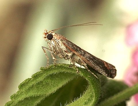 Knot-horn moths - Subfamily : Phycitinae Attracted to UV light  April,Australia,Eamw moth,Encounter Bay SA,Encounter Bay moth,Fall,Geotagged,UVL,unidentified