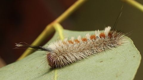Long-tailed Bombyx,Trichiocercus sparshalli  Australia,Eamw moth,Fall,Geotagged,Long-tailed Bombyx,Trichiocercus,Trichiocercus sparshalli