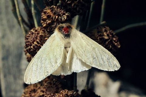 Long-tailed Bombyx,Trichiocercus sparshalli  April 2023,Australia,Eamw moth,Encounter Bay SA,Geotagged,Long-tailed Bombyx,Summer,Trichiocercus ew,Trichiocercus sparshalli