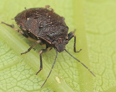 Toad Stink Bug - Platycoris bipunctatus  Australia,Eamw stink bugs,Fall,Geotagged,March 2023,Platycoris bipunctatus,Spring Mount Conservation Park South,Toad Stink Bug