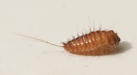 Larvae of species in Subfamily- Megatominae Found under eucalyptus bark. April 2023,Australia,Eamw beetles,Fall,Geotagged,Megatominae,Victor harbor area