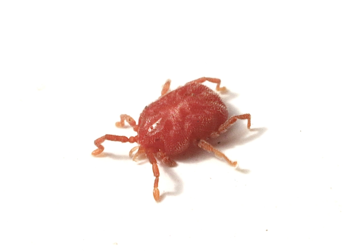 Species of Velvet Mite - Infraorder Trombidia Size of mite approximately 1 mm. Found under eucalyptus bark.<br />
 April 2023,Australia,Fall,Geotagged,Trombidia,Velved Mite,Victor Harbor area
