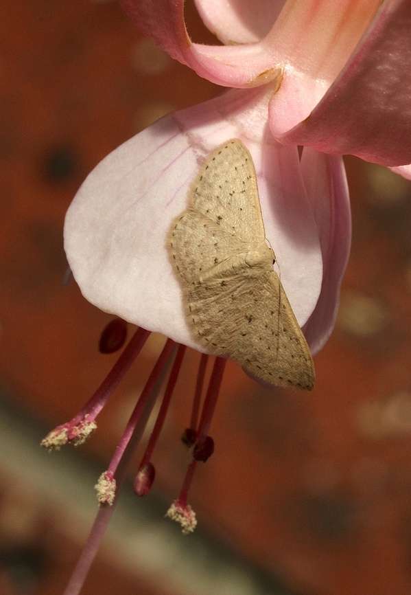 Genus - Idaea  April 2023,Australia,Eamw moth,Encounter Bay SA,Encounter Bay moth,Fall,Geotagged
