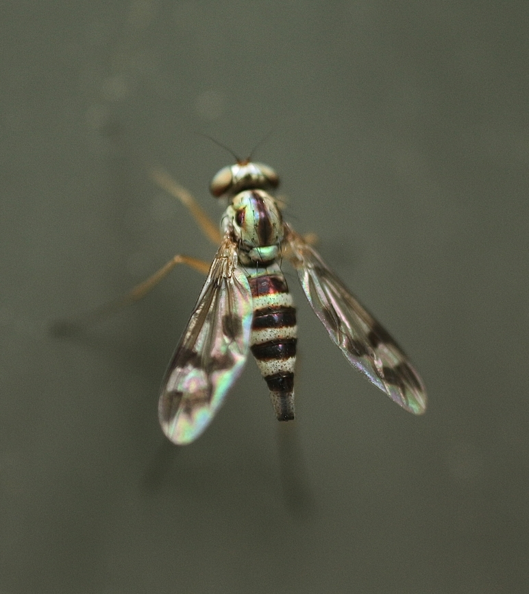 Heteropsilopus ingenuus  April 2023,Australia,Encounter Bay SA,Fall,Geotagged,Heteropsilopus ingenuus,eamw flies