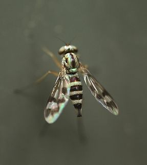 Heteropsilopus ingenuus  April 2023,Australia,Encounter Bay SA,Fall,Geotagged,Heteropsilopus ingenuus,eamw flies