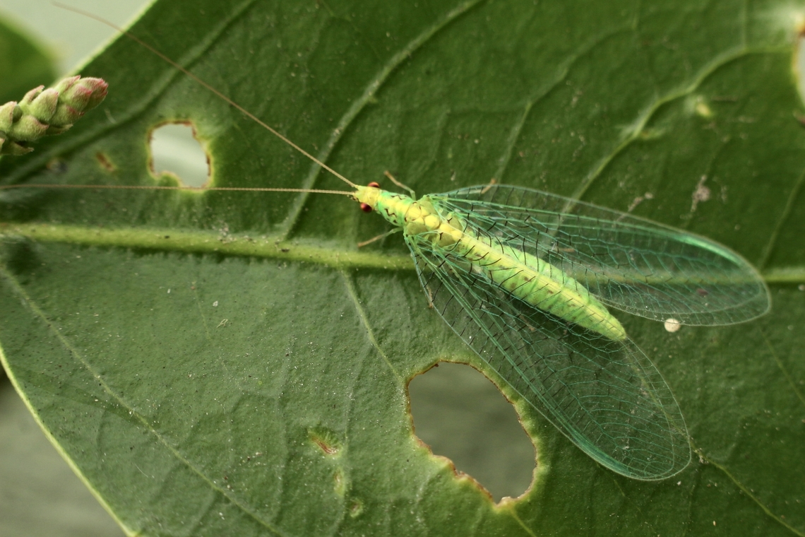 Green lacewing- Apertochrysa edwardsi,  Apertochrysa edwardsi,April,Australia,Eamw lacewings,Encounter Bay SA,Fall,Geotagged