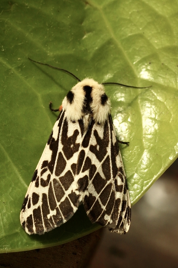 Black and white tiger moth - Ardices glatignyi Attracted to UV light April 2023,Ardices,Ardices glatignyi,Australia,Black and white tiger moth,Eamw moth,Encounter Bay SA,Fall,Geotagged,UVL