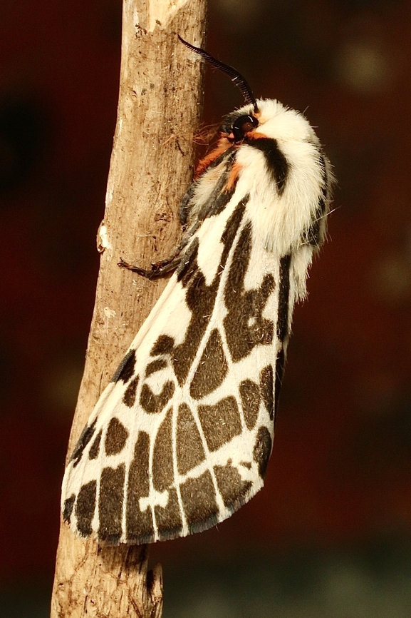 Black and white tiger moth - Ardices glatignyi  April 2023,Ardices ew,Ardices glatignyi,Australia,Black and white tiger moth,Eamw moth,Encounter Bay SA,Fall,Geotagged,UVL
